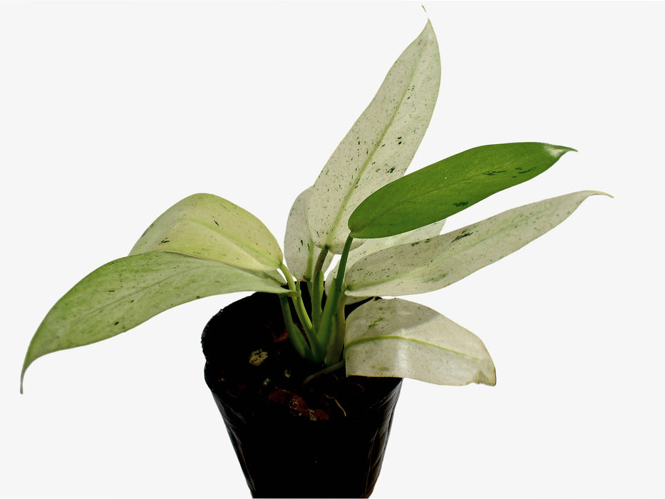 Philodendron Whipple Way — Ecuagenera USA Corp