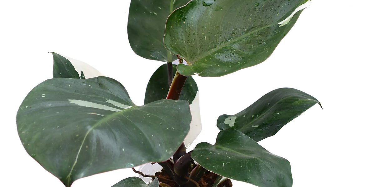 Philodendron White Princess – Variegated Indoor Tropical Plant
