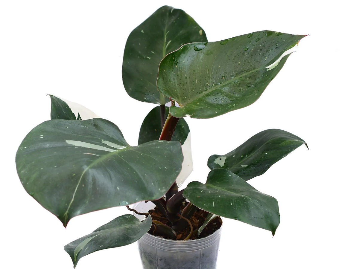 white princess philodendron near me Philodendron White Princess – Variegated Indoor Tropical Plant