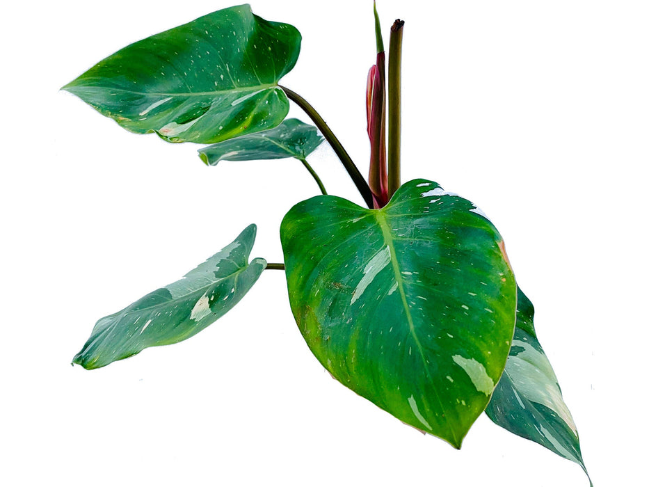 philodendron white leaf Philodendron White Princess Seedling - Variegated Houseplant