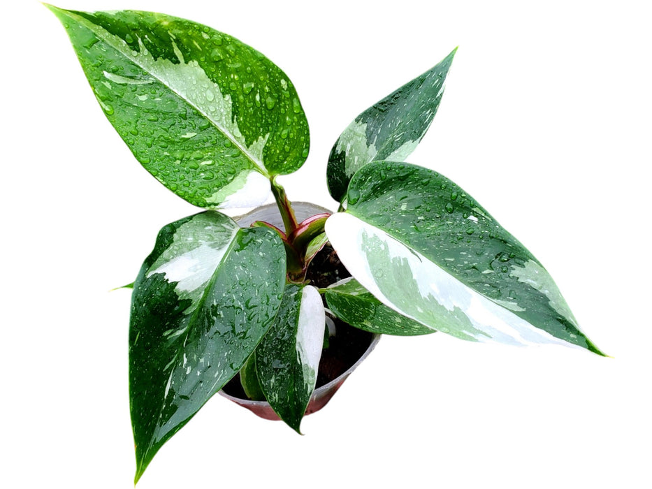 Philodendron White Princess 'Galaxy'