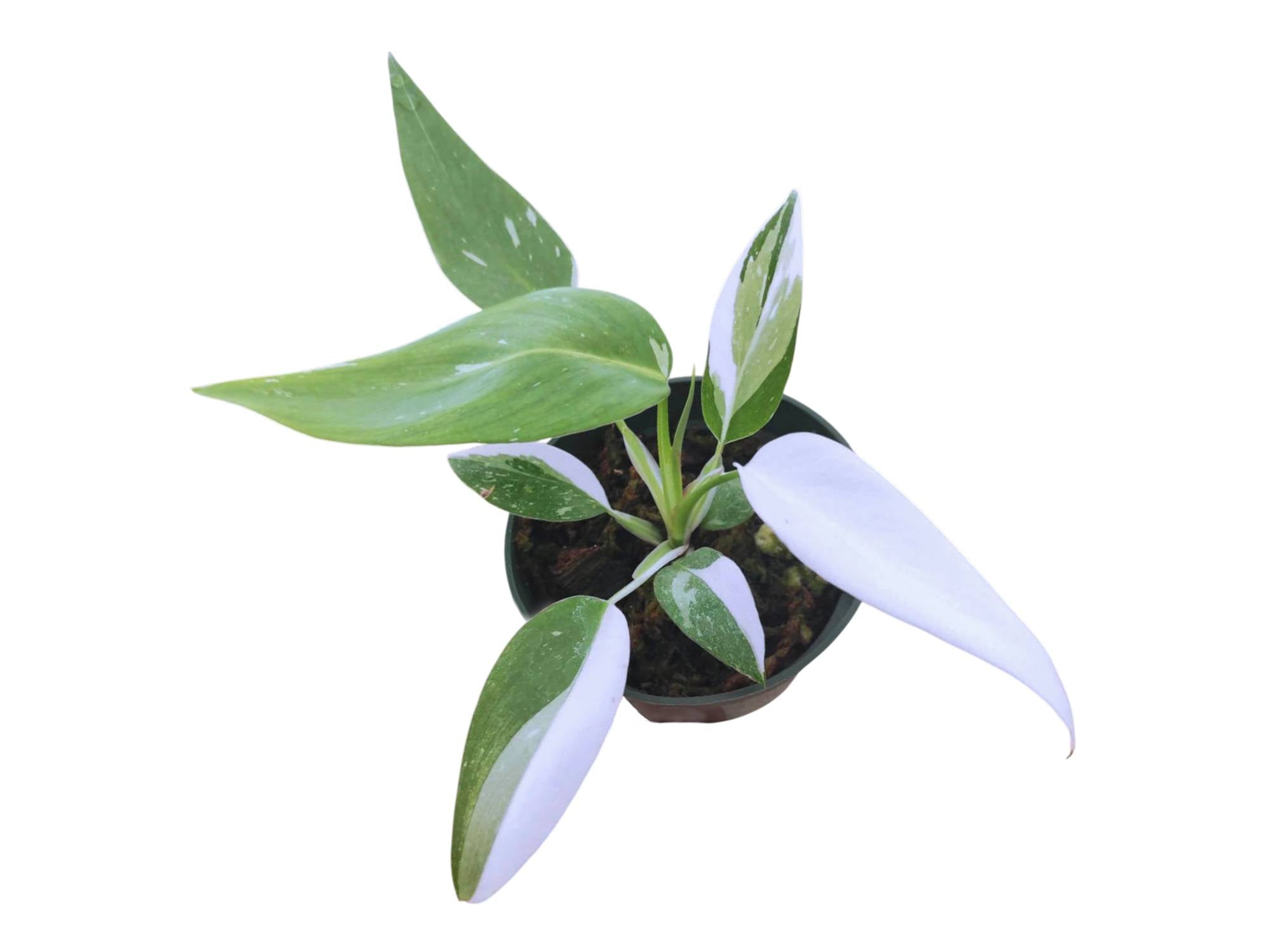 white wizard philodendron near me White Wizard Philodendron - 4" Pot