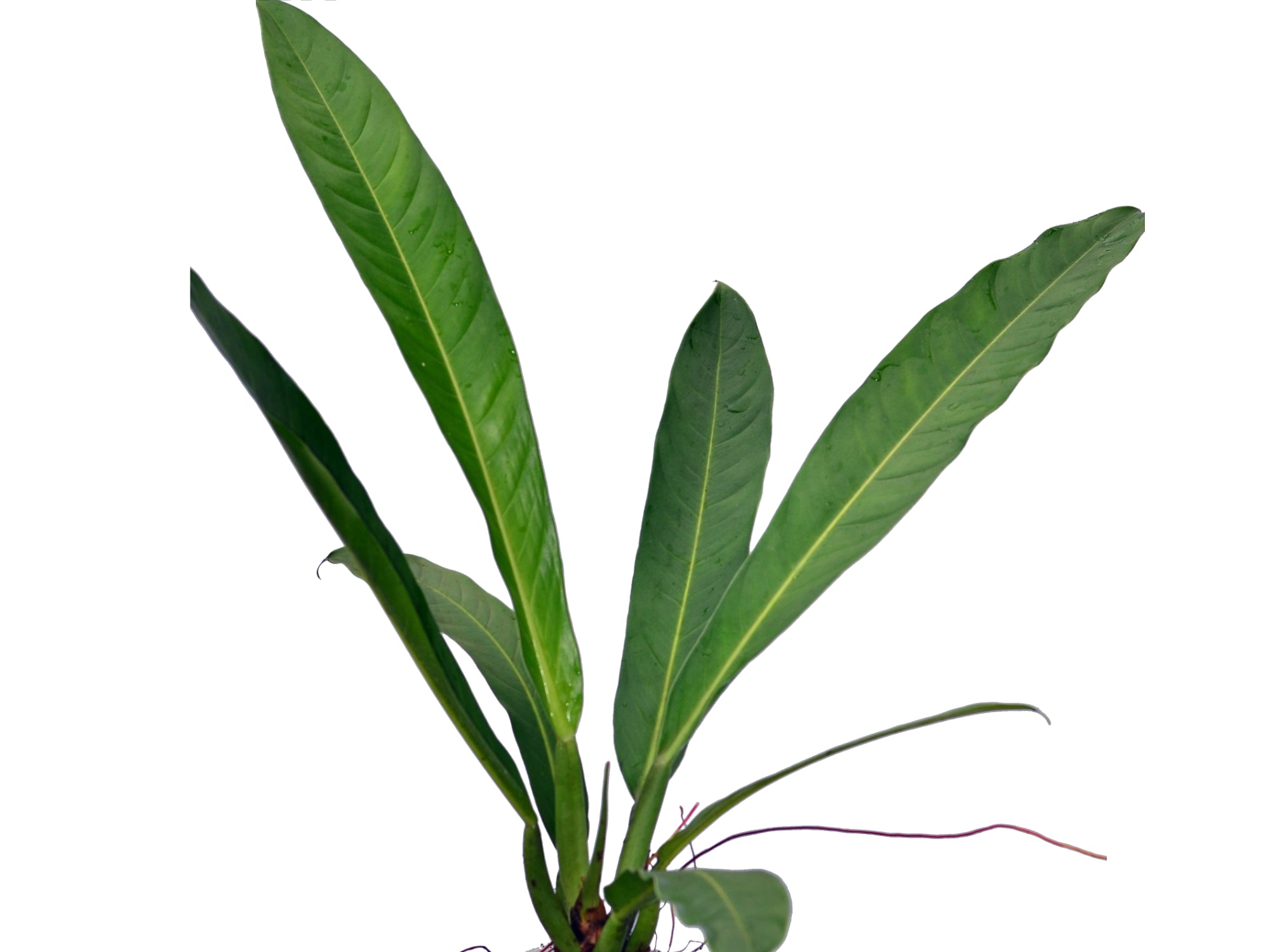 philodendron acutifolium Philodendron acutifolium