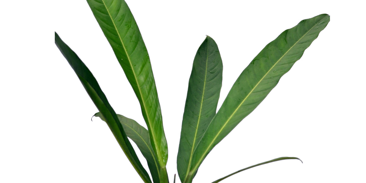 anthurium acutifolium Philodendron acutifolium
