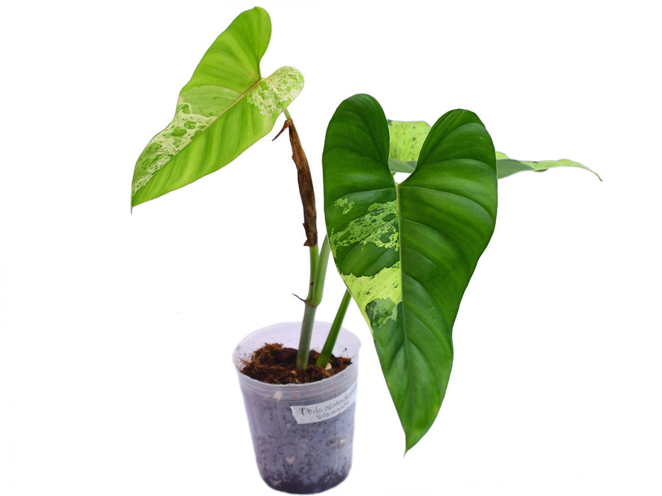 philodendron aderacum Philodendron alatisulcatum variegado
