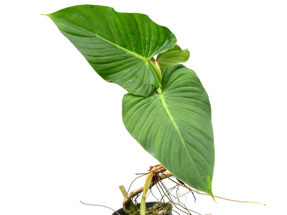 philodendron alati undulatum Philodendron alatiundulatum