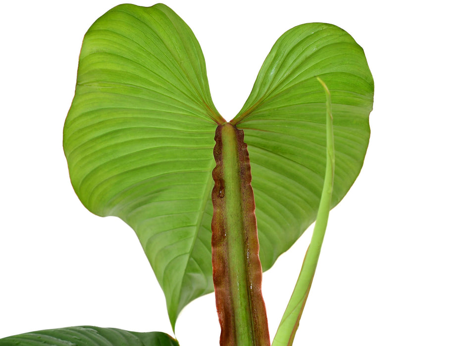 Philodendron alatiundulatum