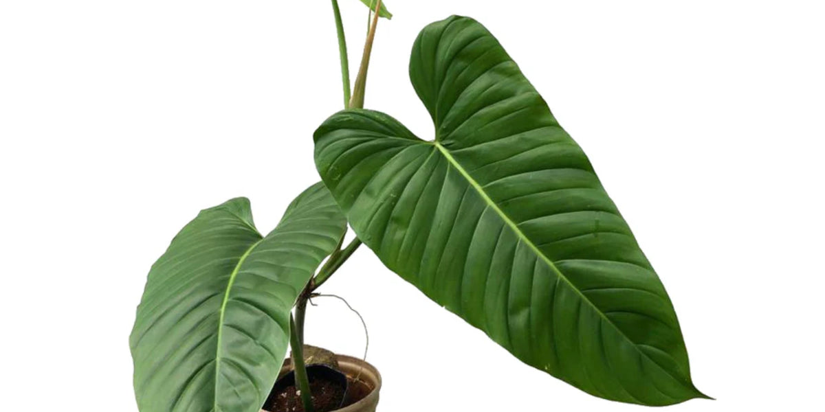 philodendron acutatum Philodendron angustialatum — Ecuagenera USA Corp