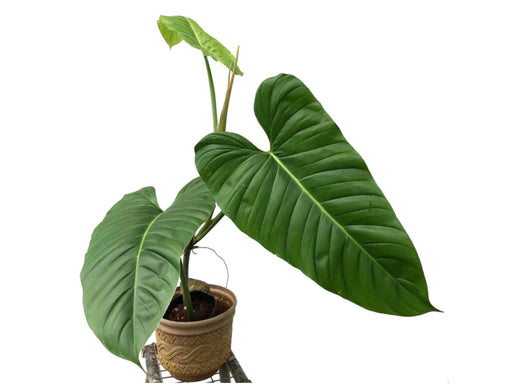 philodendron elongatum Philodendron angustialatum — Ecuagenera USA Corp