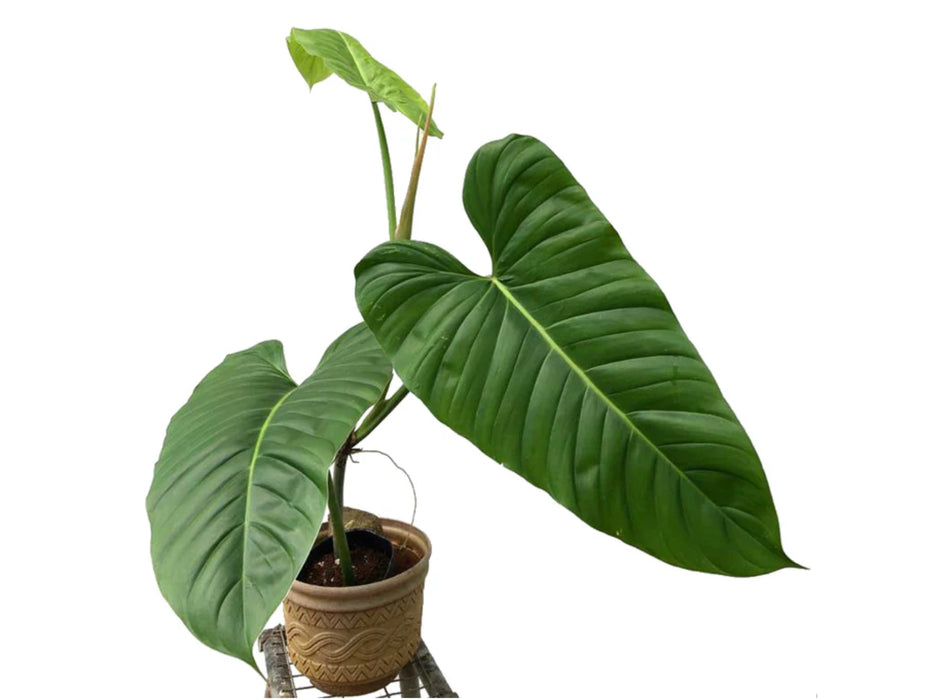 philodendron inaequilaterum Philodendron angustialatum