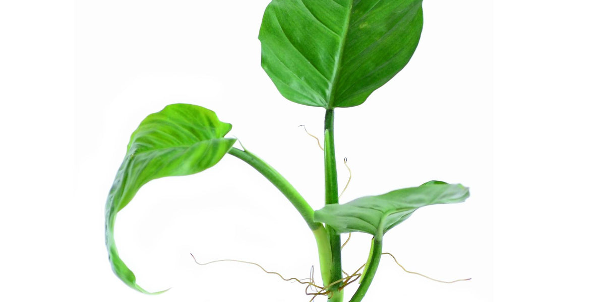 philodendron angustialatum Philodendron angustialatum (seedling)