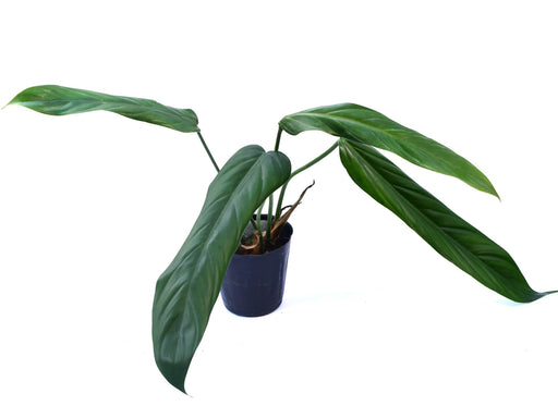 philodendron asplundii variegated Philodendron asplundii Seedling - Rare Aroid Plant