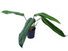 Philodendron asplundii