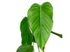 Philodendron asplundii 'Eagle'