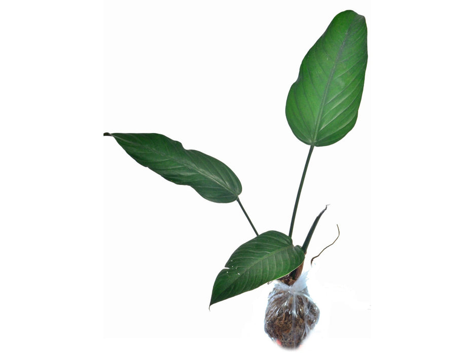 Philodendron asplundii (seedling)