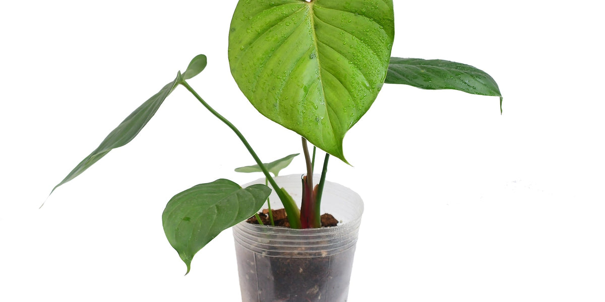 Philodendron asplundii x lynamii