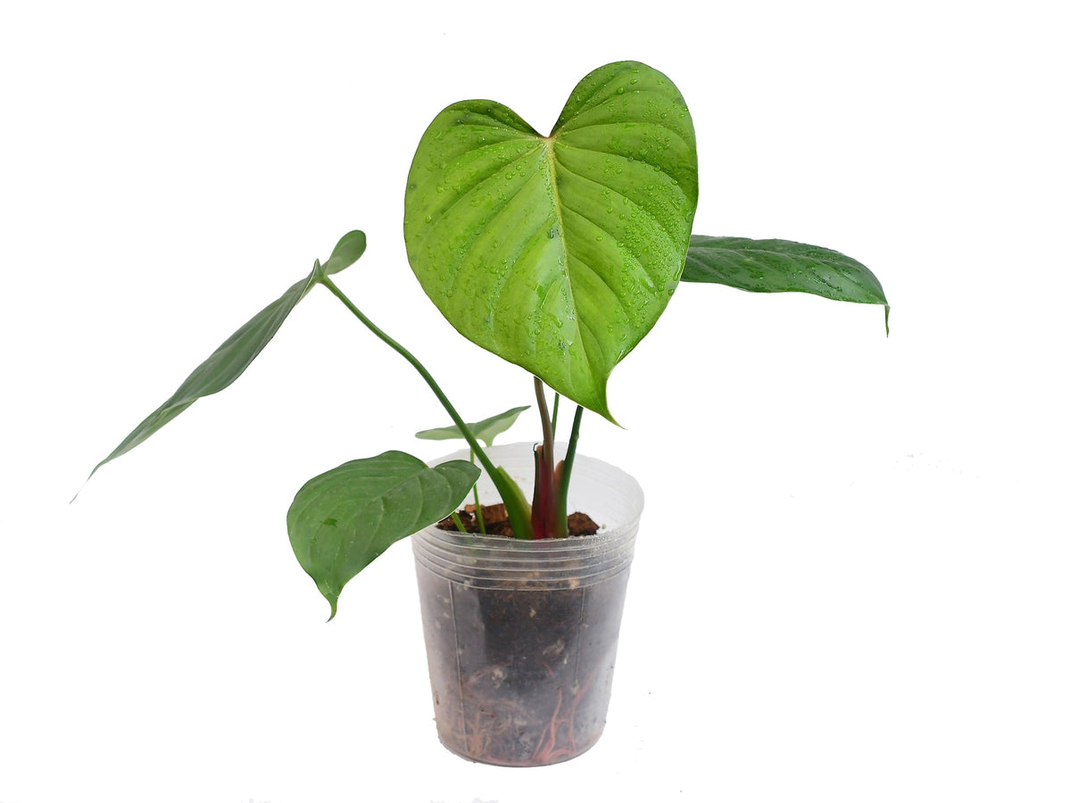 philodendron asplundii Philodendron asplundii x lynamii