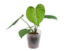 Philodendron asplundii x Philodendron lynamii