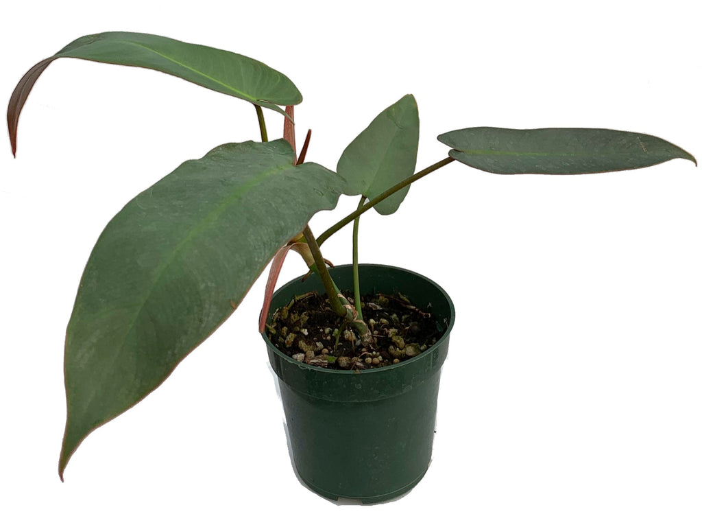 Philodendron atabapoense (seedling) — Ecuagenera USA Corp