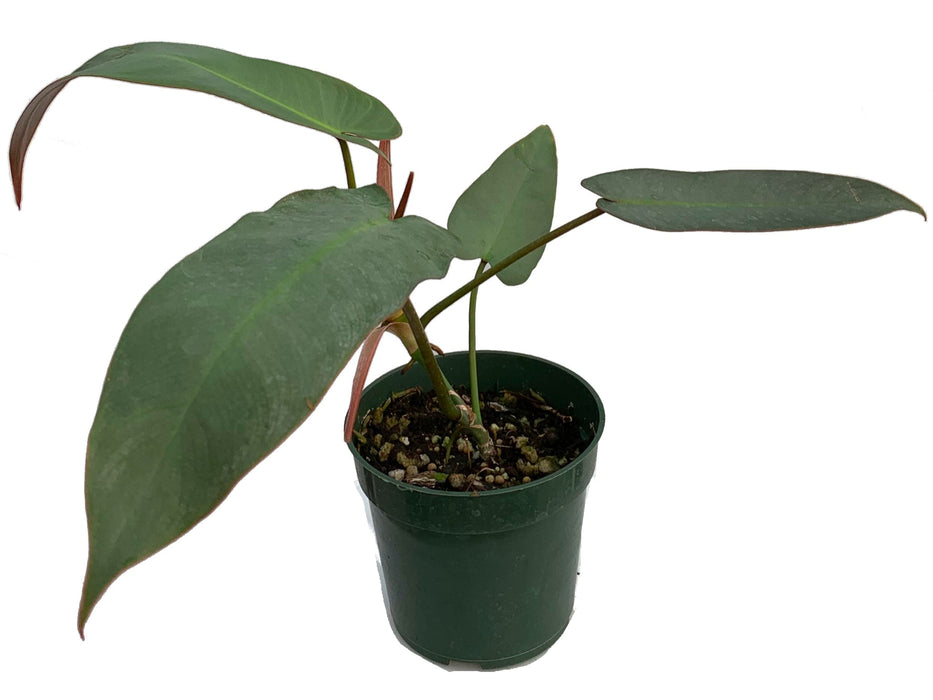 Philodendron atabapoense (seedling)
