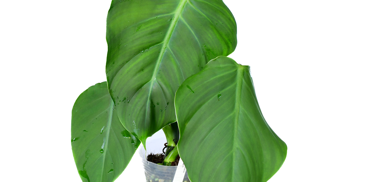 Philodendron atratum