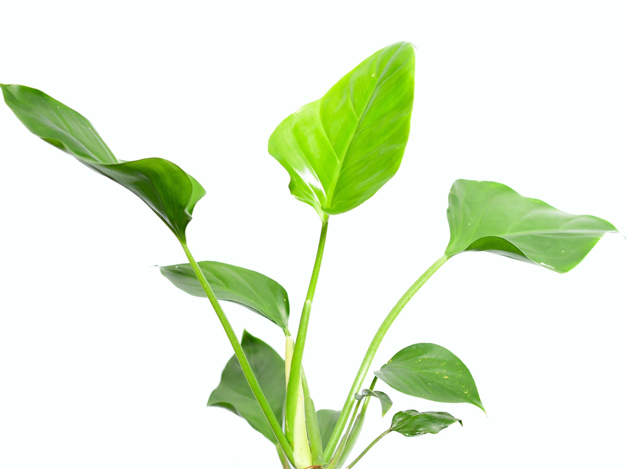 philodendron attenuatum Philodendron attenuatum