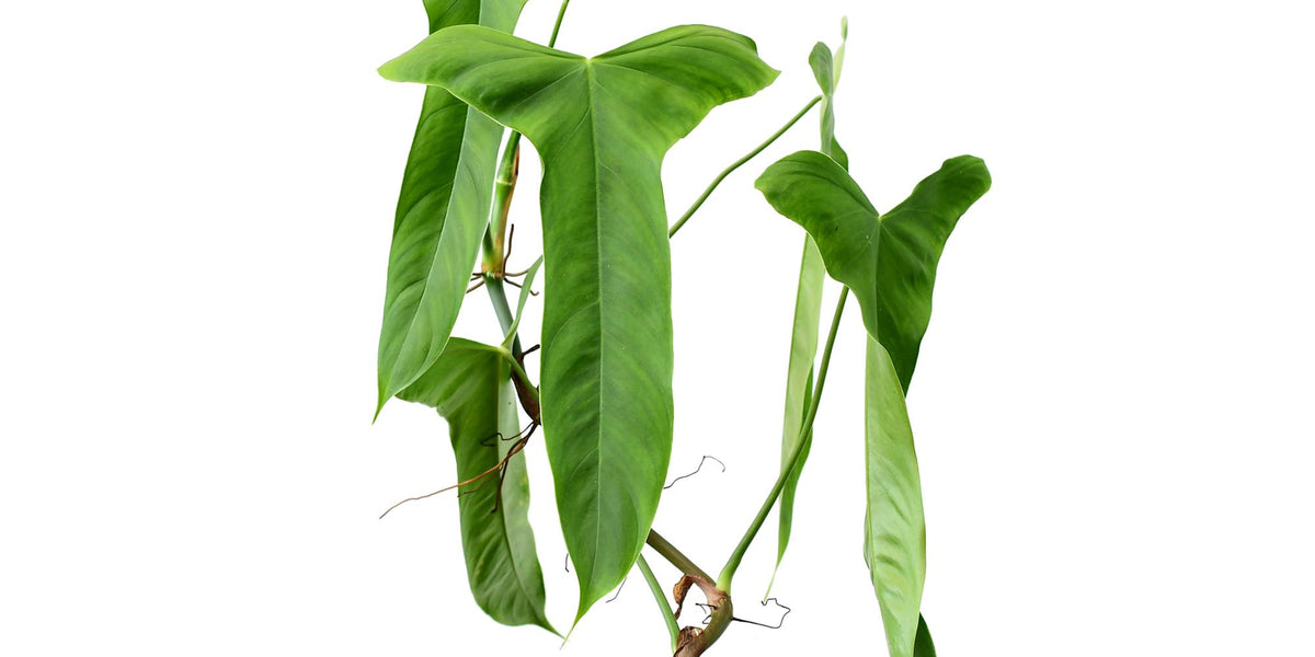 philodendron devansayeanum Philodendron balaoanum — Ecuagenera USA Corp