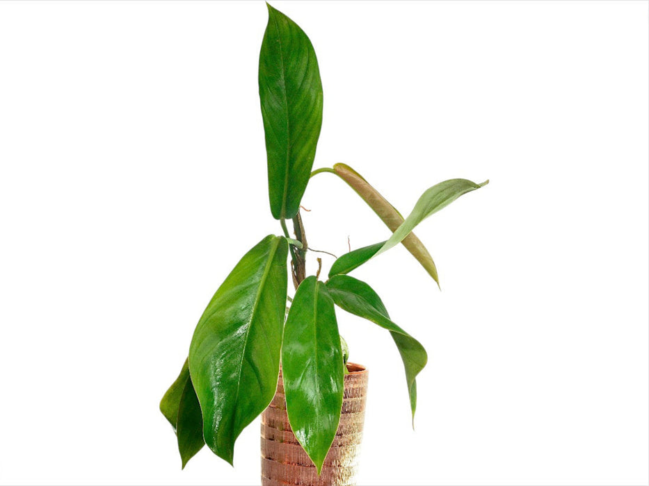 philodendron คือ Philodendron baudoense