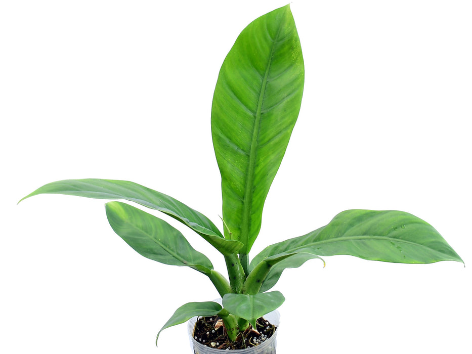 philodendron albadium Philodendron baudoense