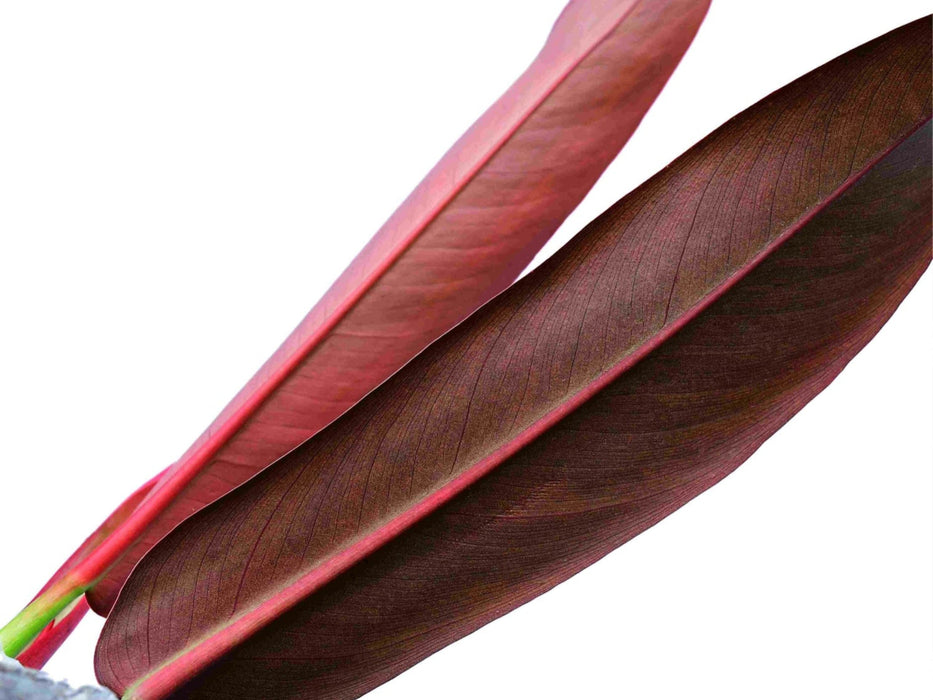 Philodendron bicolor