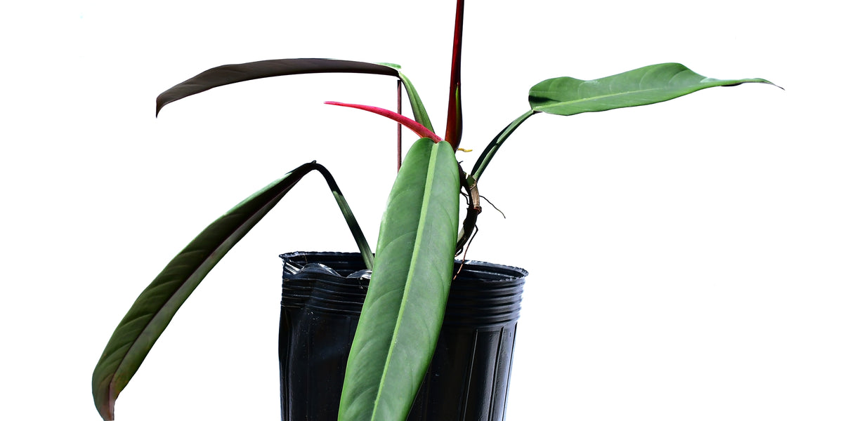 philodendron bicolor care Philodendron bicolor