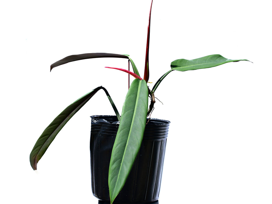 concerto for philodendron & Philodendron bicolor