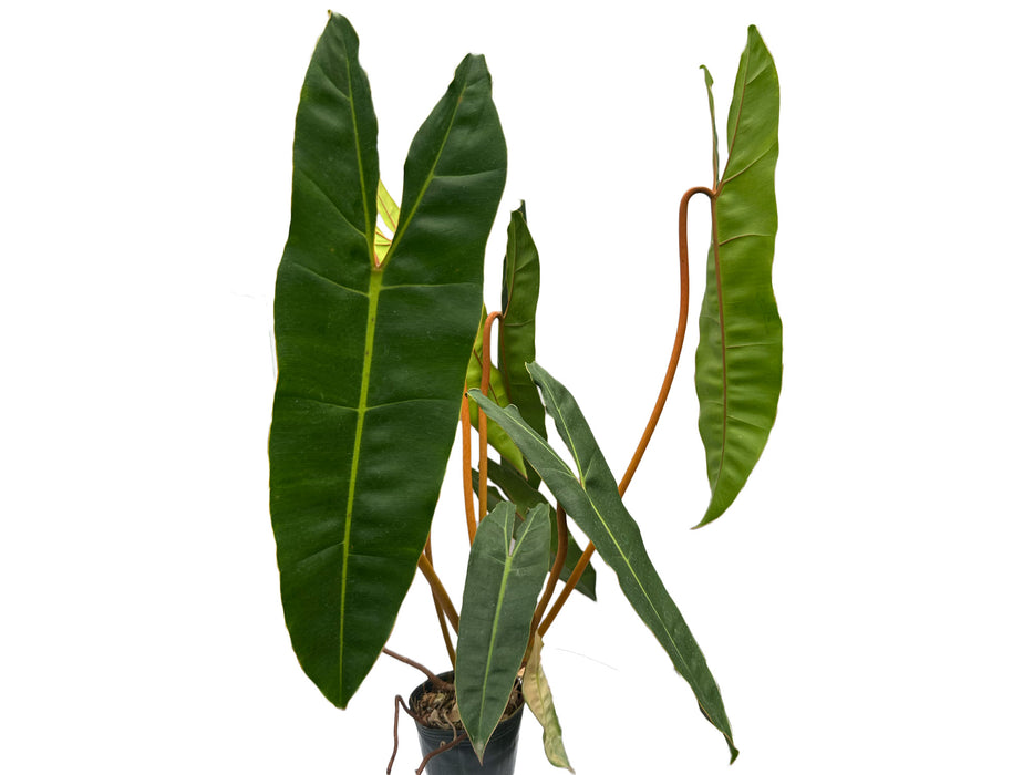 Philodendron billietiae