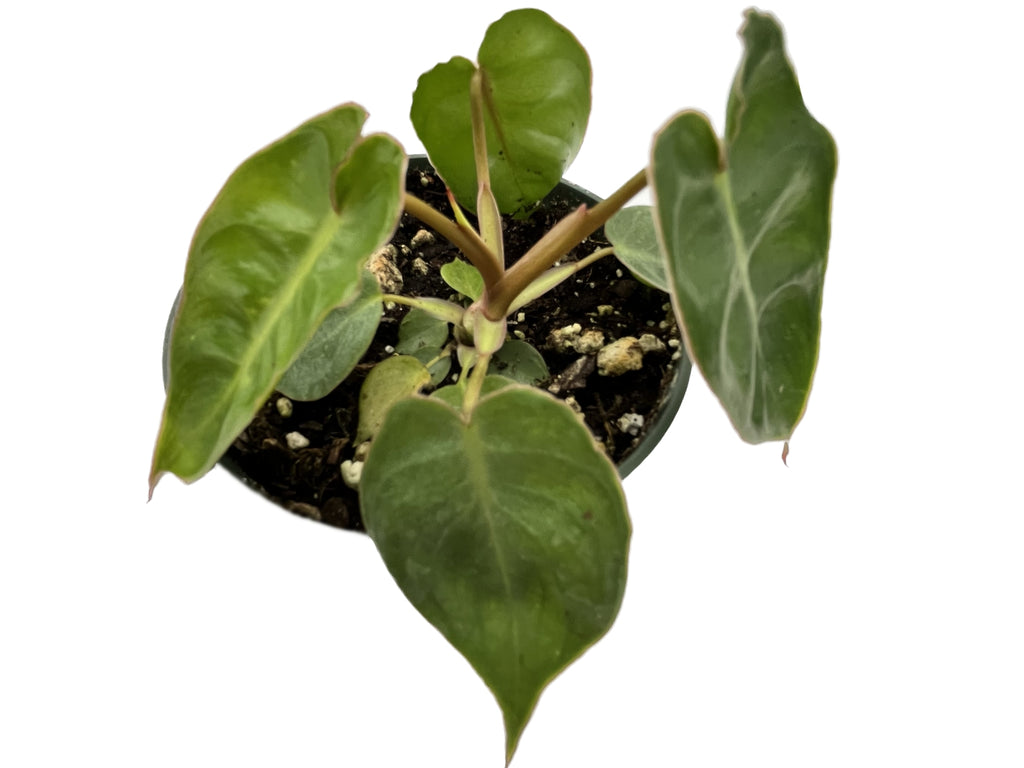 philodendron campii croat Philodendron billietiae 'Croat' — Ecuagenera USA Corp