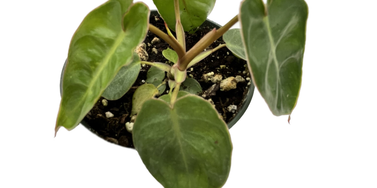 chrue philodendron Philodendron billietiae 'Croat' — Ecuagenera USA Corp