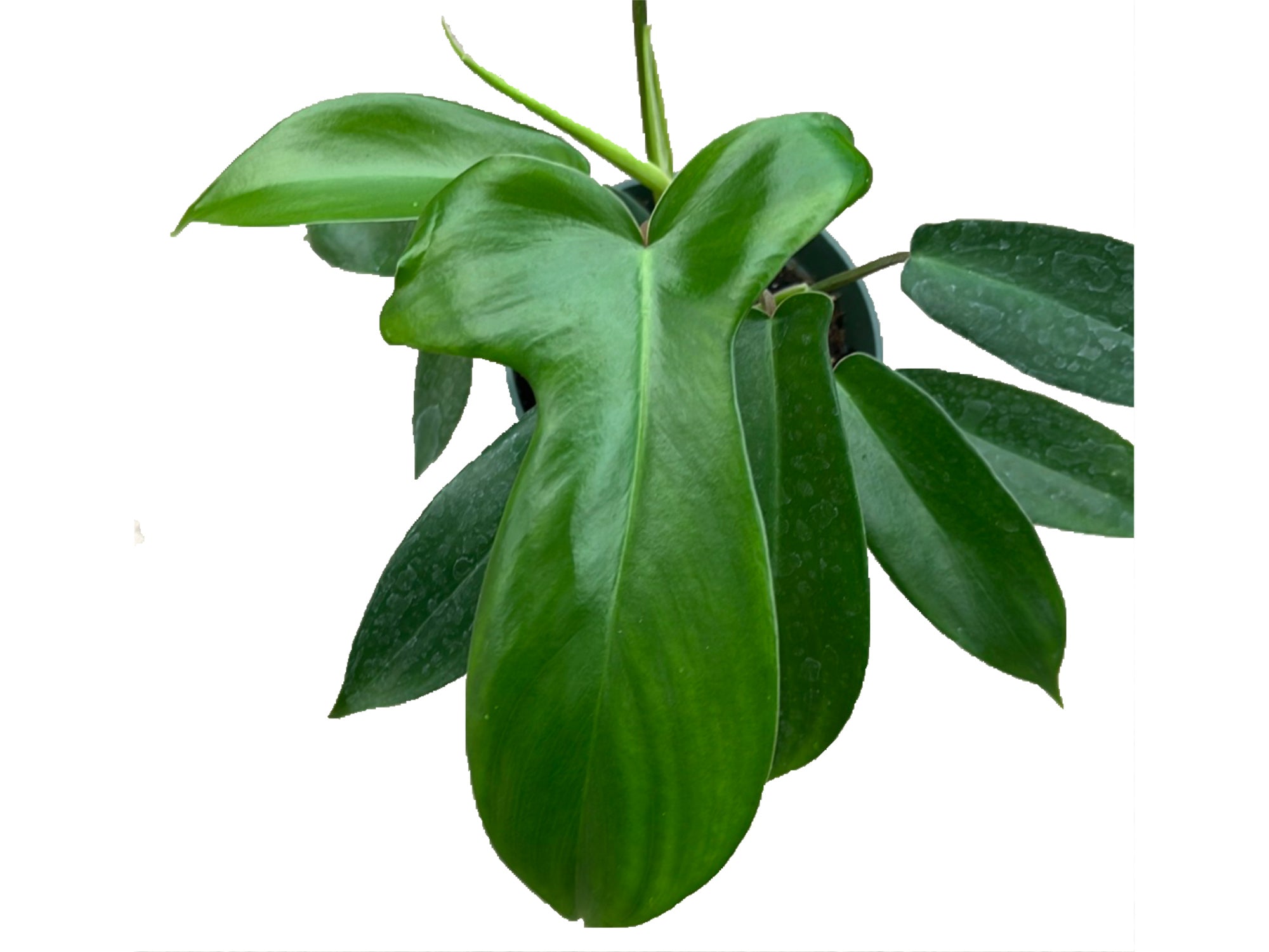 philodendron bipenifolium Philodendron bipennifolium