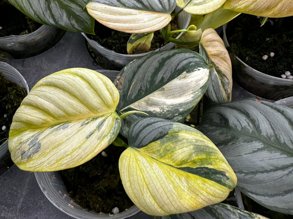 Philodendron brandtianum variegated