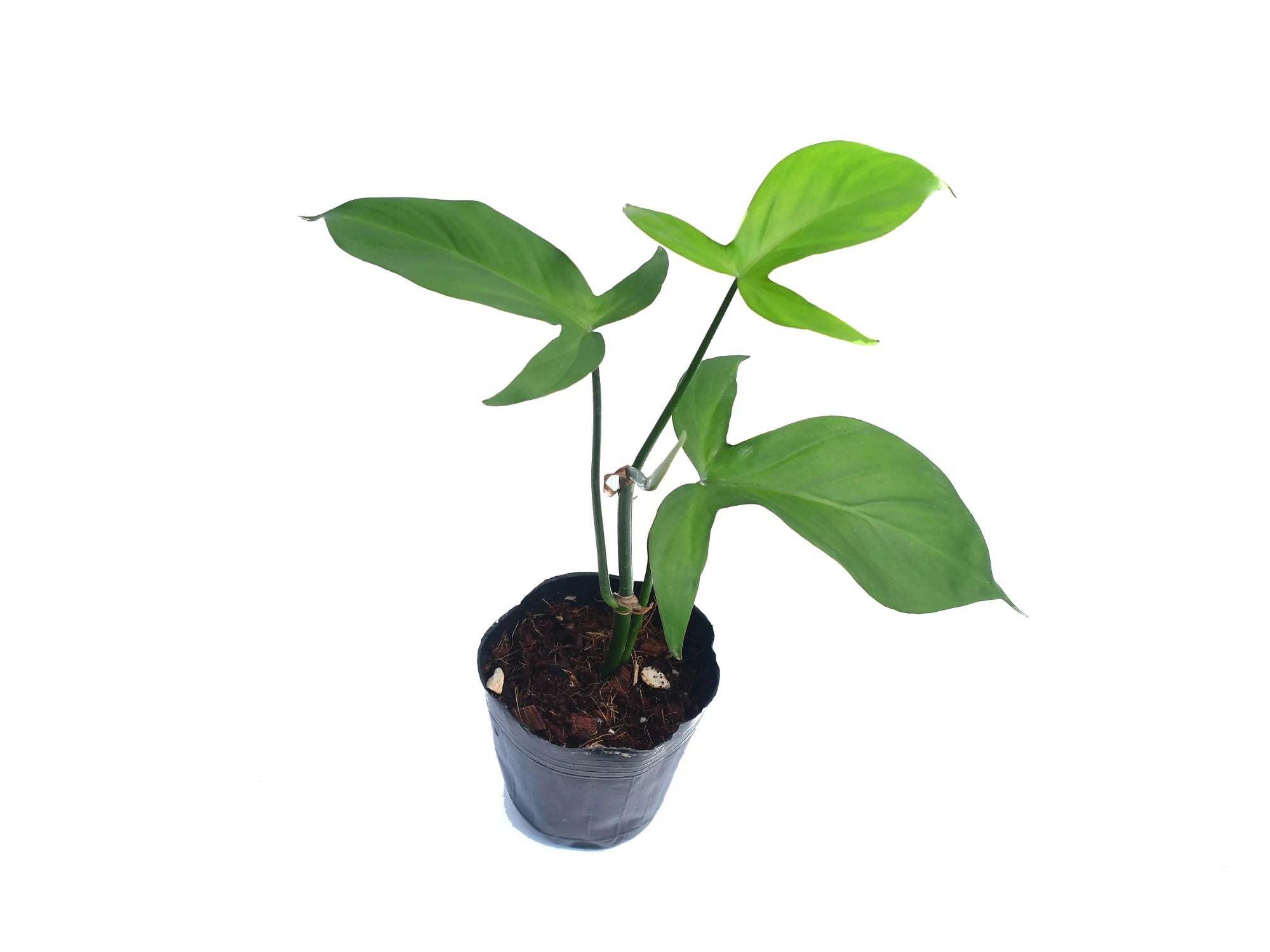 philodendron camposportoanum ebay Philodendron camposportoanum