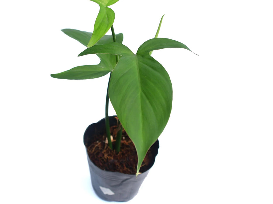 campo philodendron Philodendron camposportoanum (seedling)