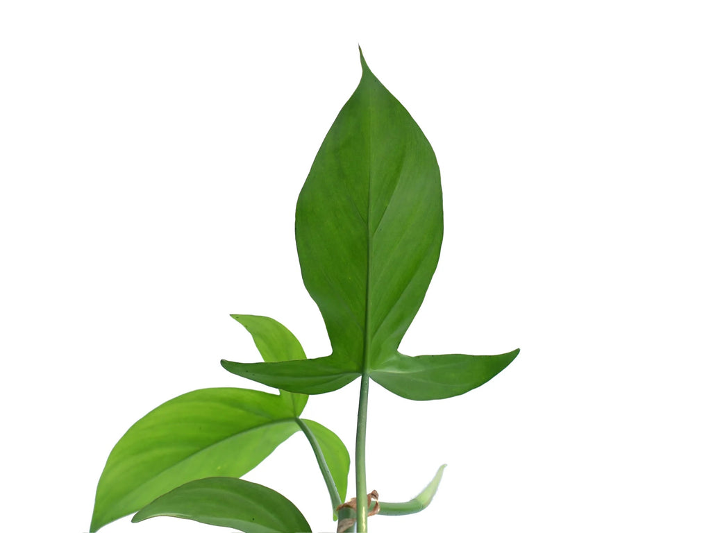 philodendron camposportoanum common name Philodendron camposportoanum (seedling) — Ecuagenera USA Corp