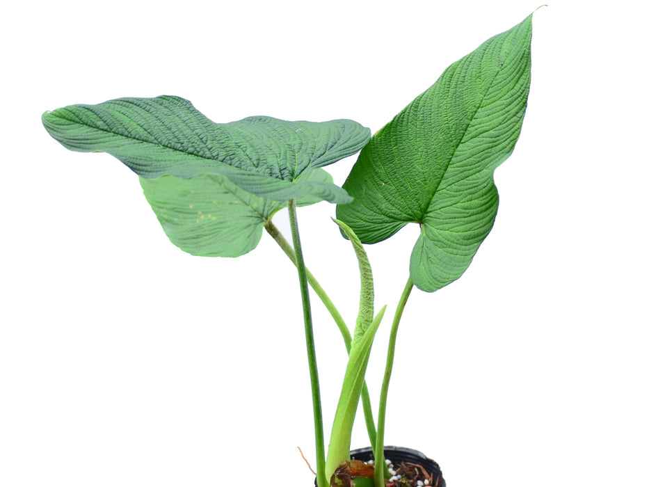 Philodendron corrugatum (medium)