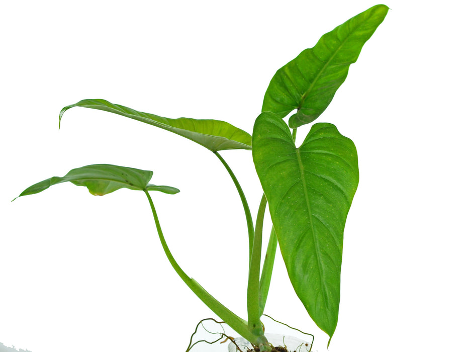def philodendron Philodendron deflexum