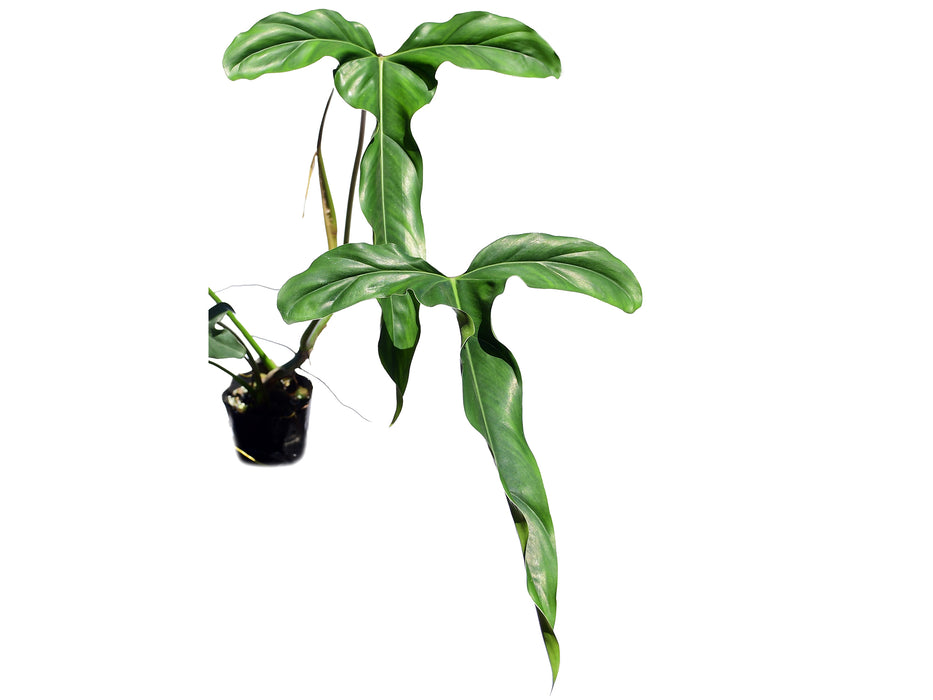 Philodendron delinksii