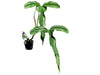 Philodendron delinksii