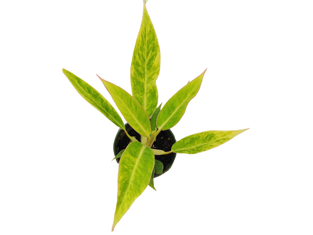 Philodendron domesticum 'Calkins Gold' - Golden Variegated Aroid