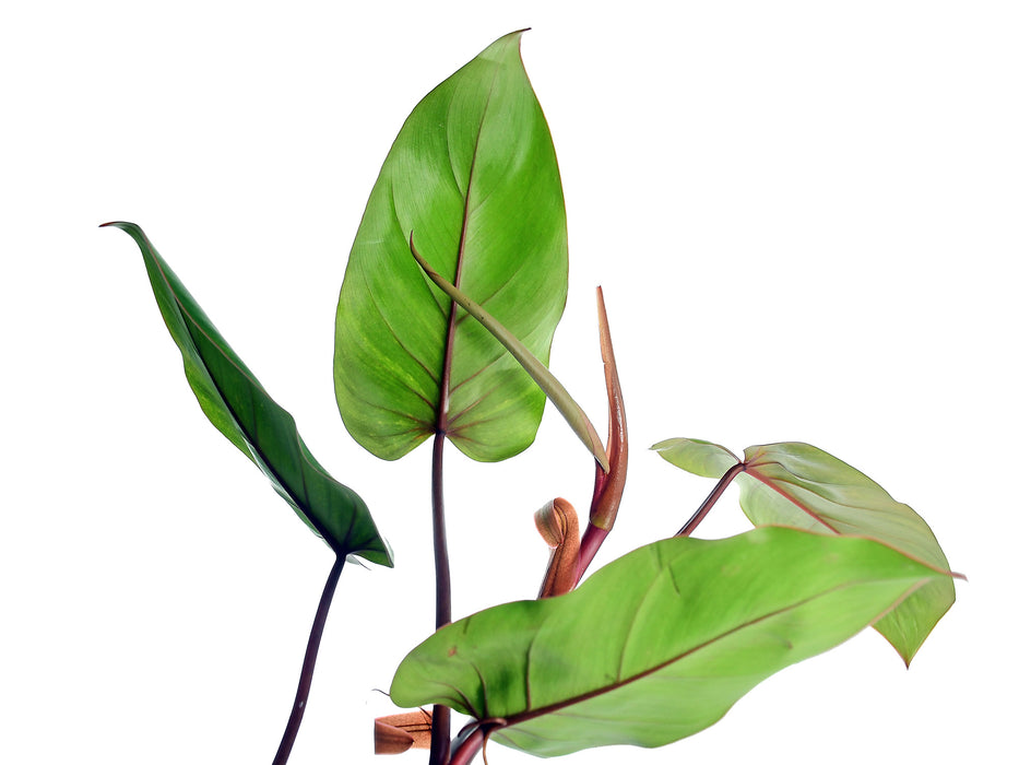 philodendron erubescens australia Philodendron erubescens
