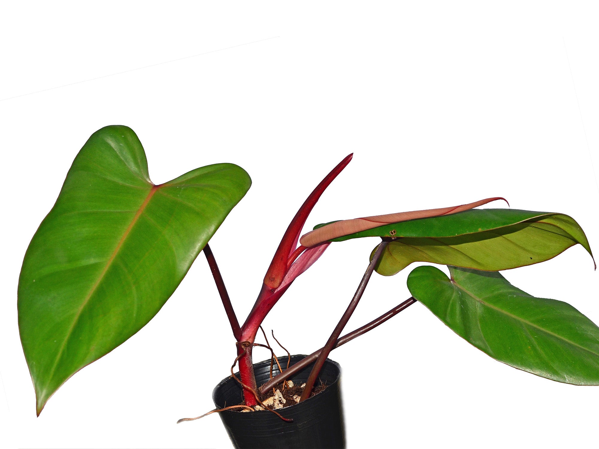 philodendron erubescens burgundy Philodendron erubescens