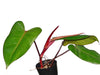Philodendron erubescens