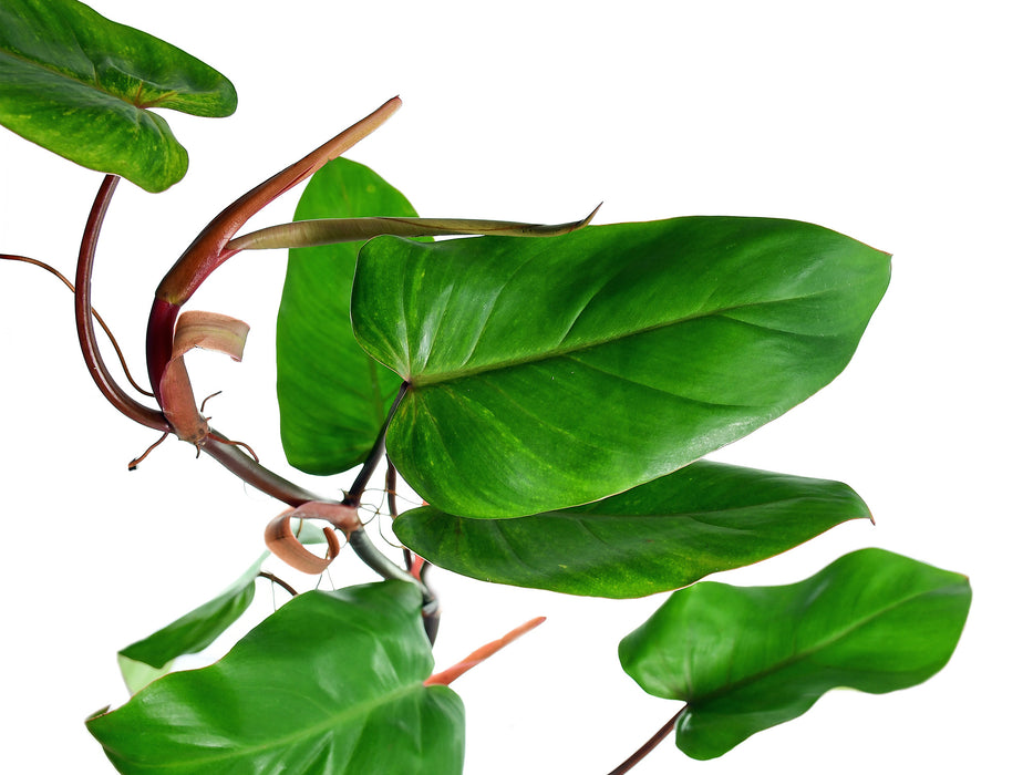 philodendron erubescens price Philodendron erubescens