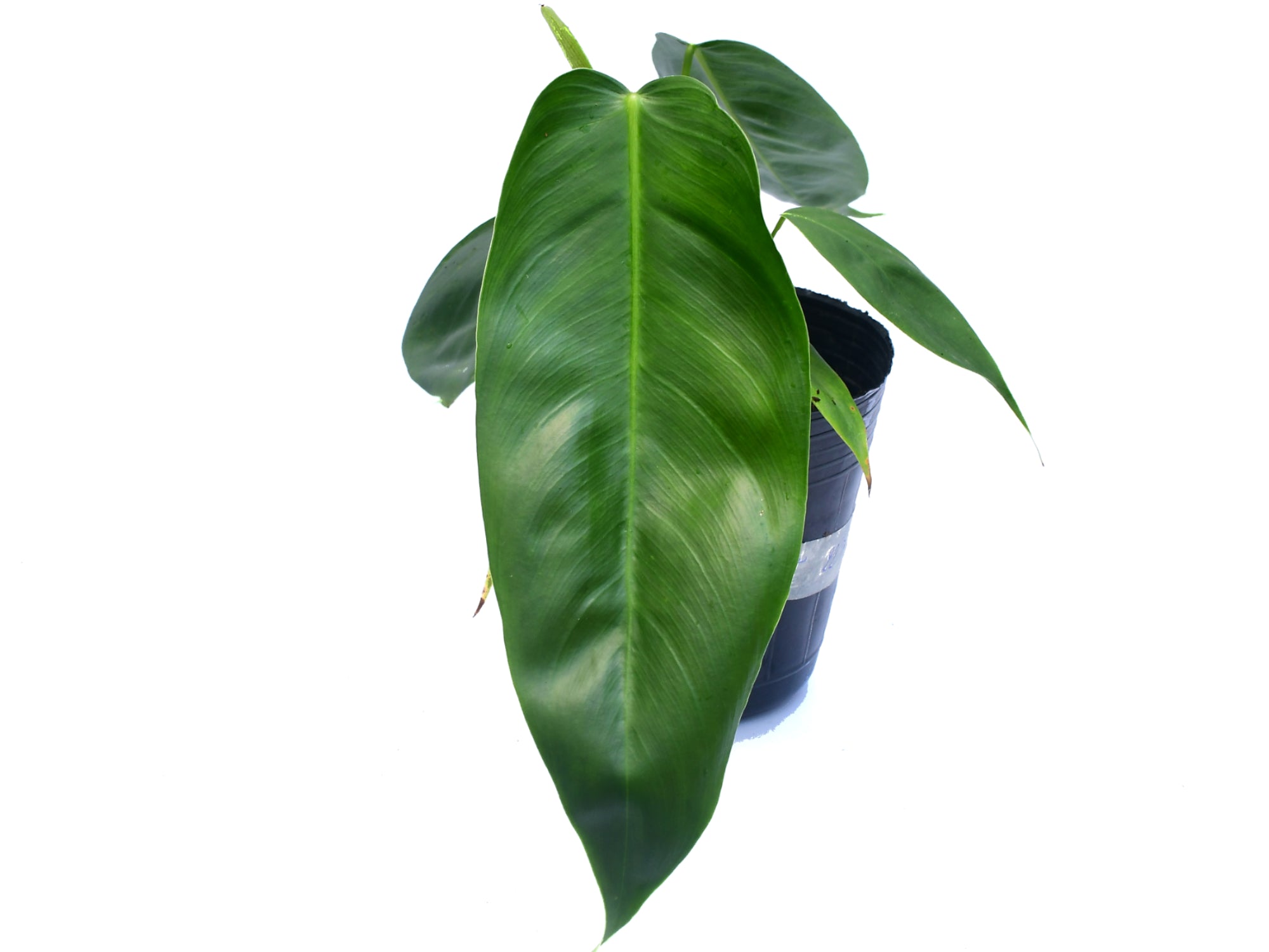 patricia philodendron Philodendron esmeraldense x Philodendron patriciae — Ecuagenera USA Corp